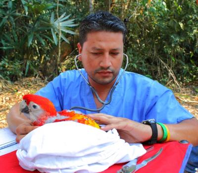 Melvin Merida,   	 Wildlife Conservation Society 