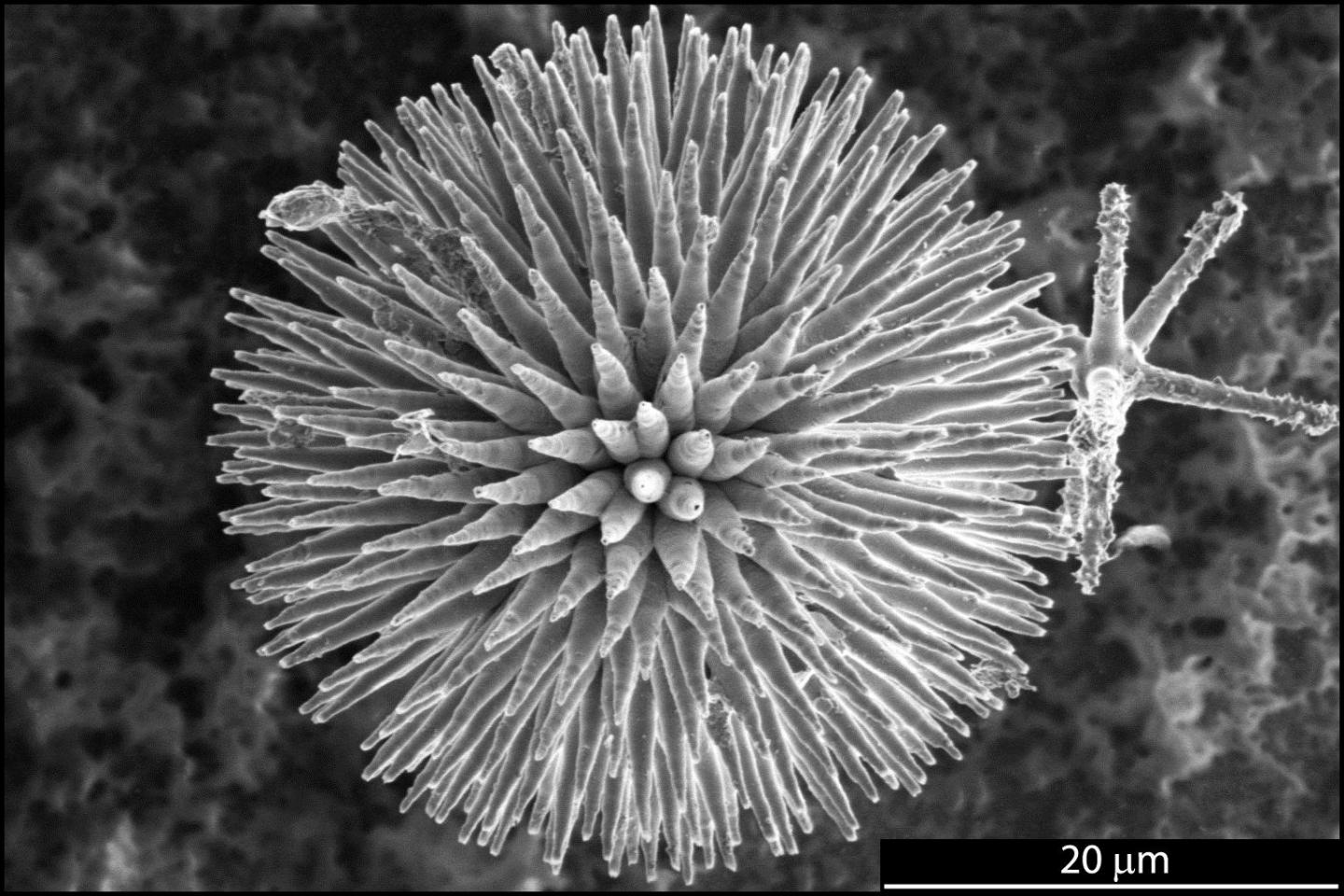 Spicules