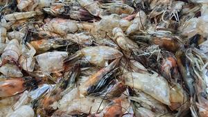General shrimp waste