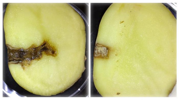 Impact on potato