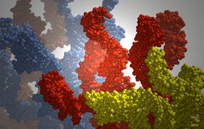 DNA Strands