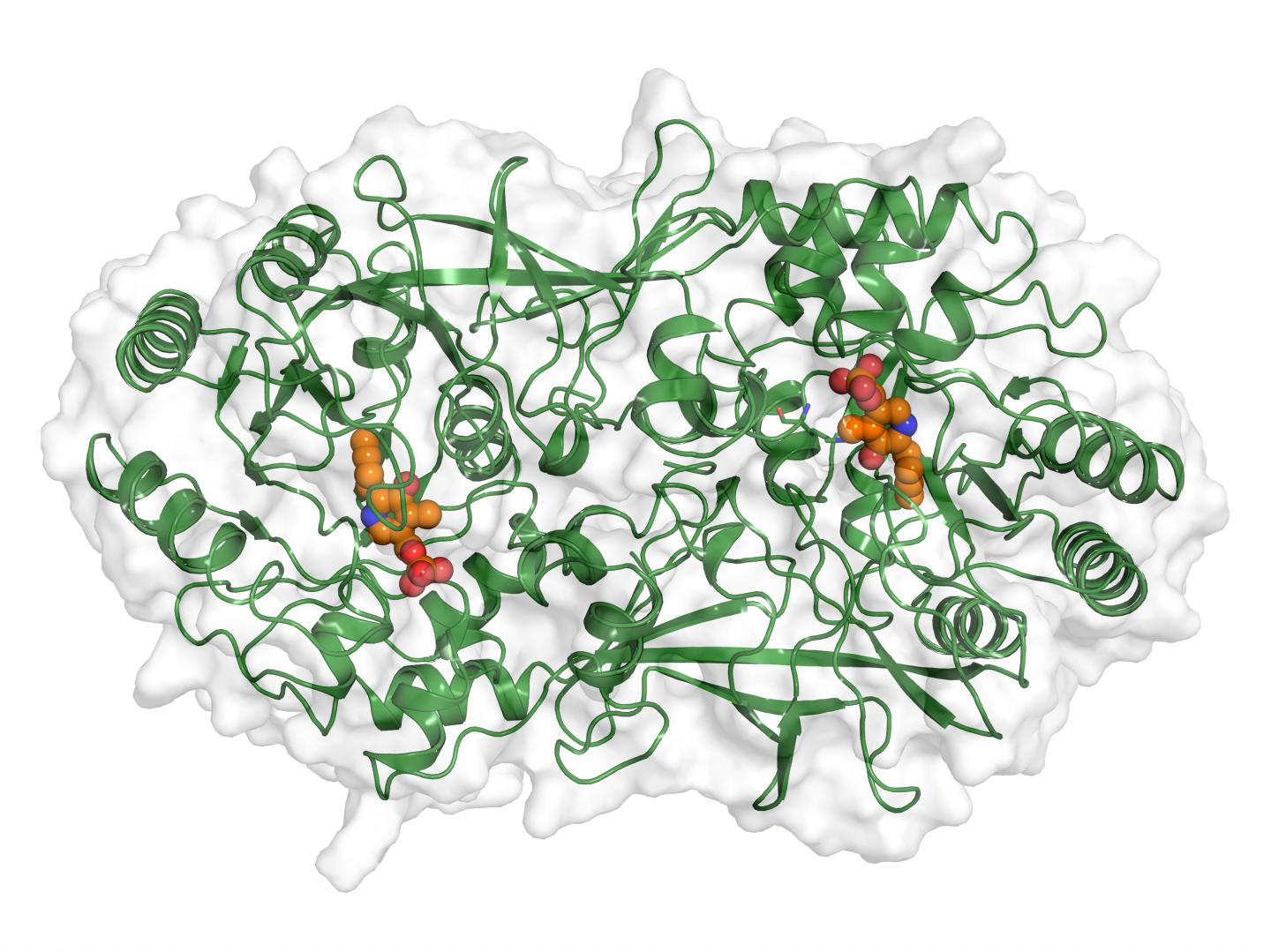 Alanine Racemase of S. Aureus