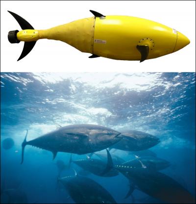 BIOSwimmer™ and its Inspiration