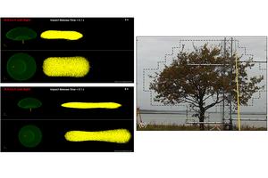 Simulating the detachment and dispersion of pollen around an oak tree