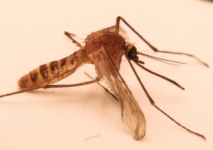 The London Underground Mosquito (<i>Culex pipiens molestus</i>)