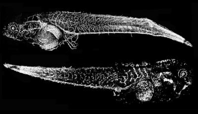 Vascular Development in Tadpoles (1 of 2)