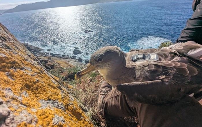 A GPS-based seabird monitoring project identifies key areas for expanding the network of marine protected areas