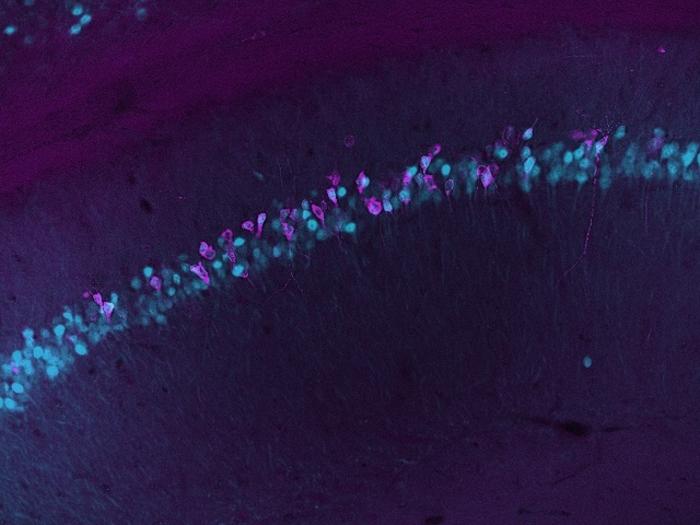 microscopy image