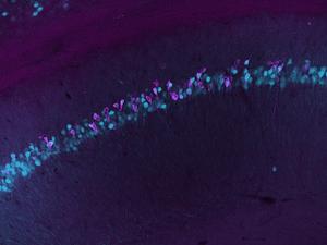 microscopy image