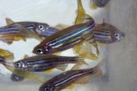 Sandra Rieger, Ph.D., Mount Desert Island Biological Laboratory 