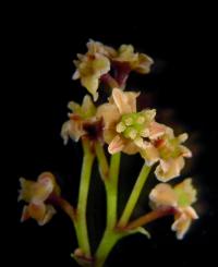 The Origin of Flowers (2 of 3)