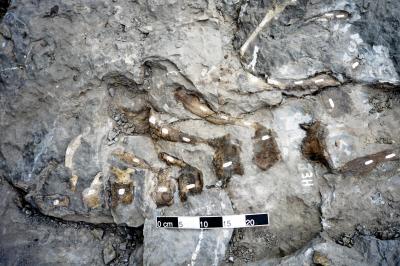 Hadrosaurs (1 of 2)