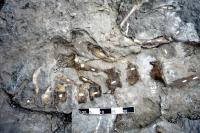 Hadrosaurs (1 of 2)