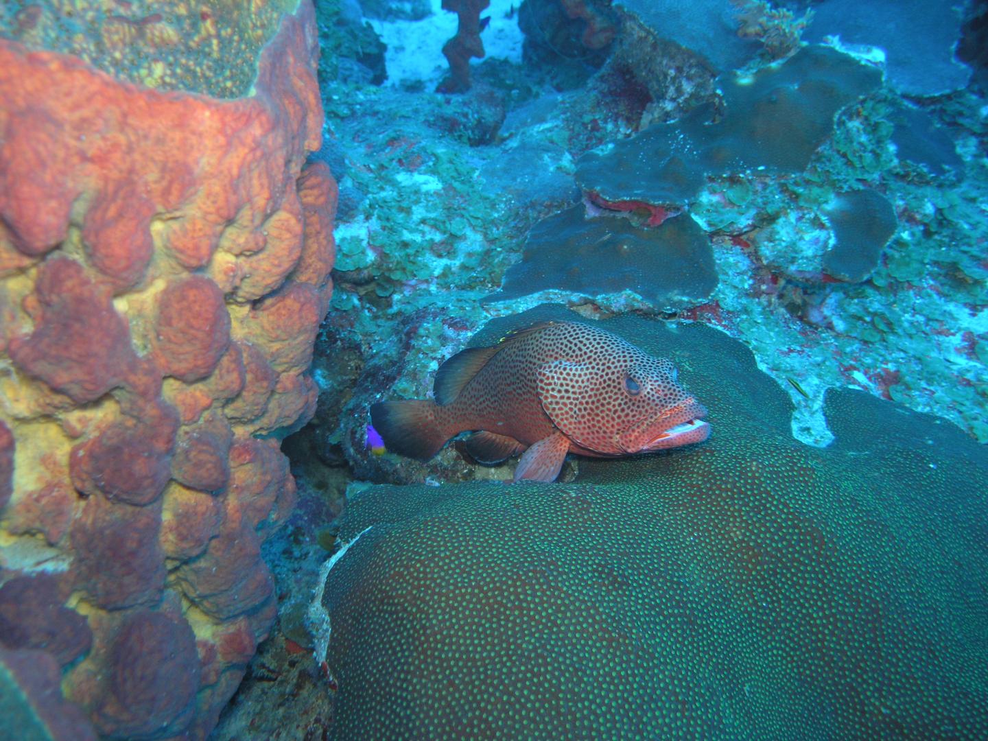 Water Drone Identifies Grouper Mating Calls During Spawning Season