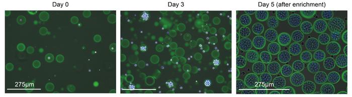 Cell proliferation