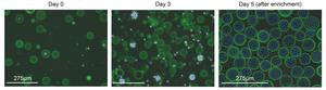 Cell proliferation