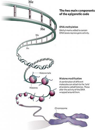 Epigenome