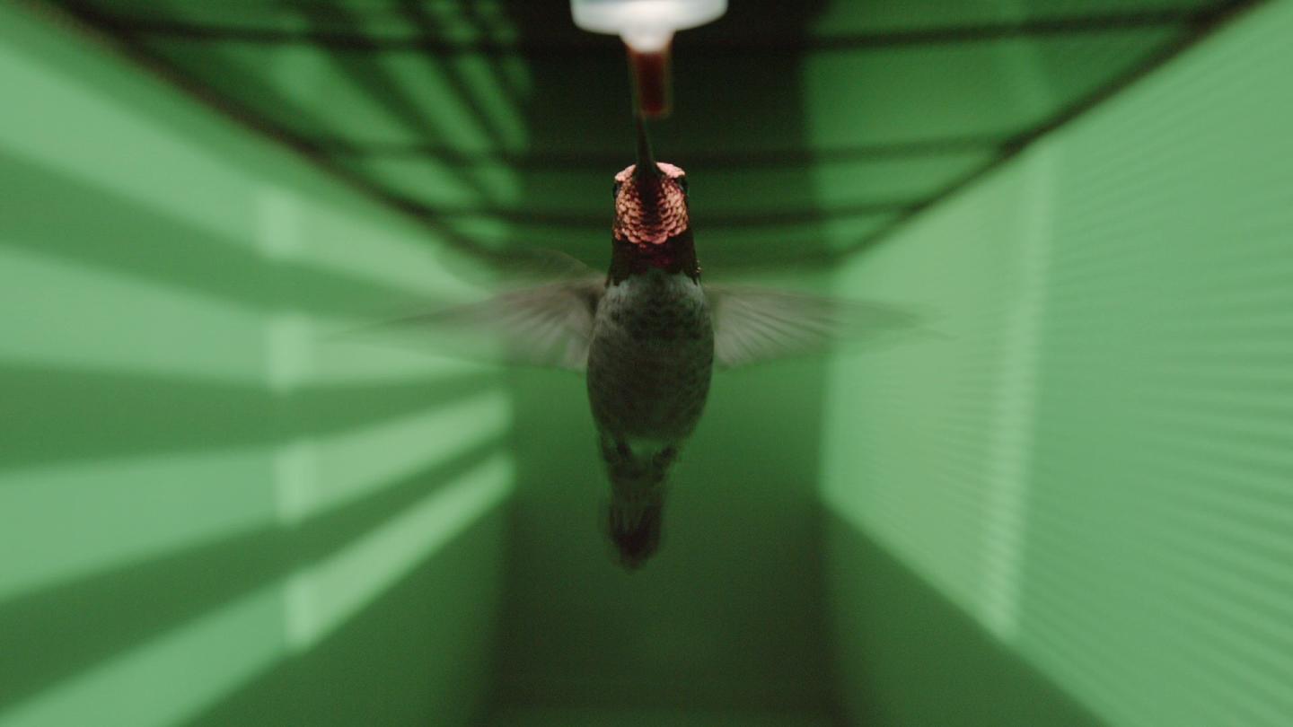 Hummingbird in Flight