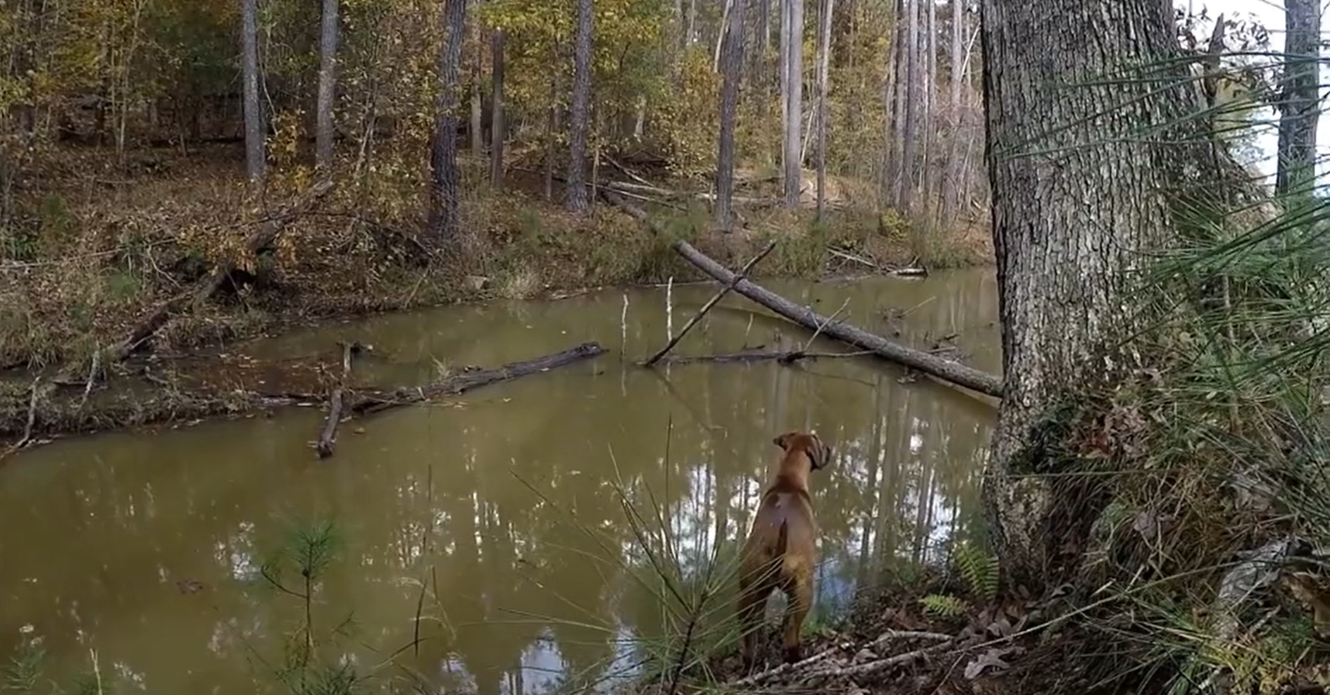 Clip of video used in project