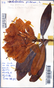 Specimen of Rhododendron ponticum