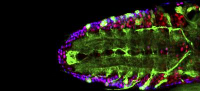 Fly Spinal Cord Equivalent