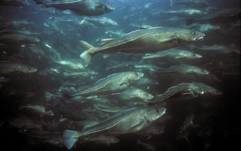 Atlantic Cod