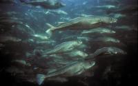 Atlantic Cod