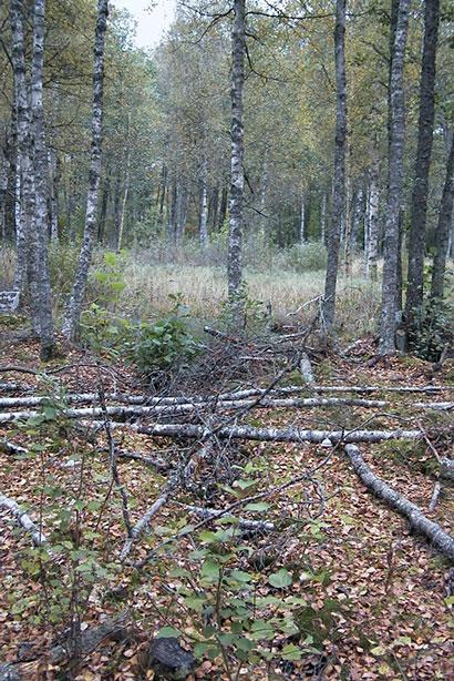 Restoring Drained Ground to Wetland