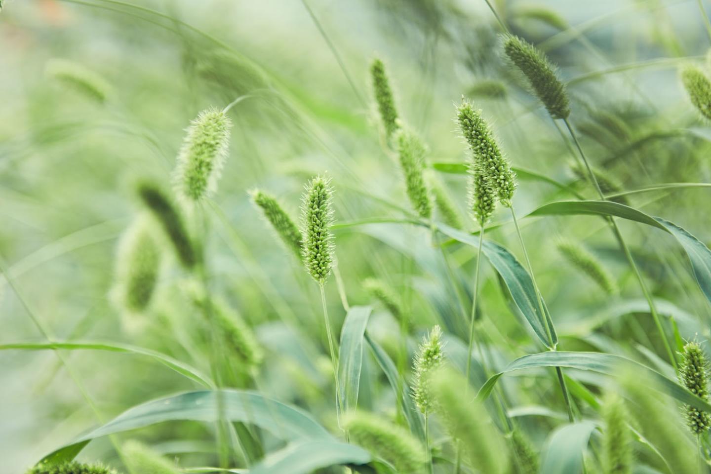 <em>Setaria viridis</em>