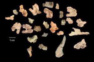 Bolg bone fragments