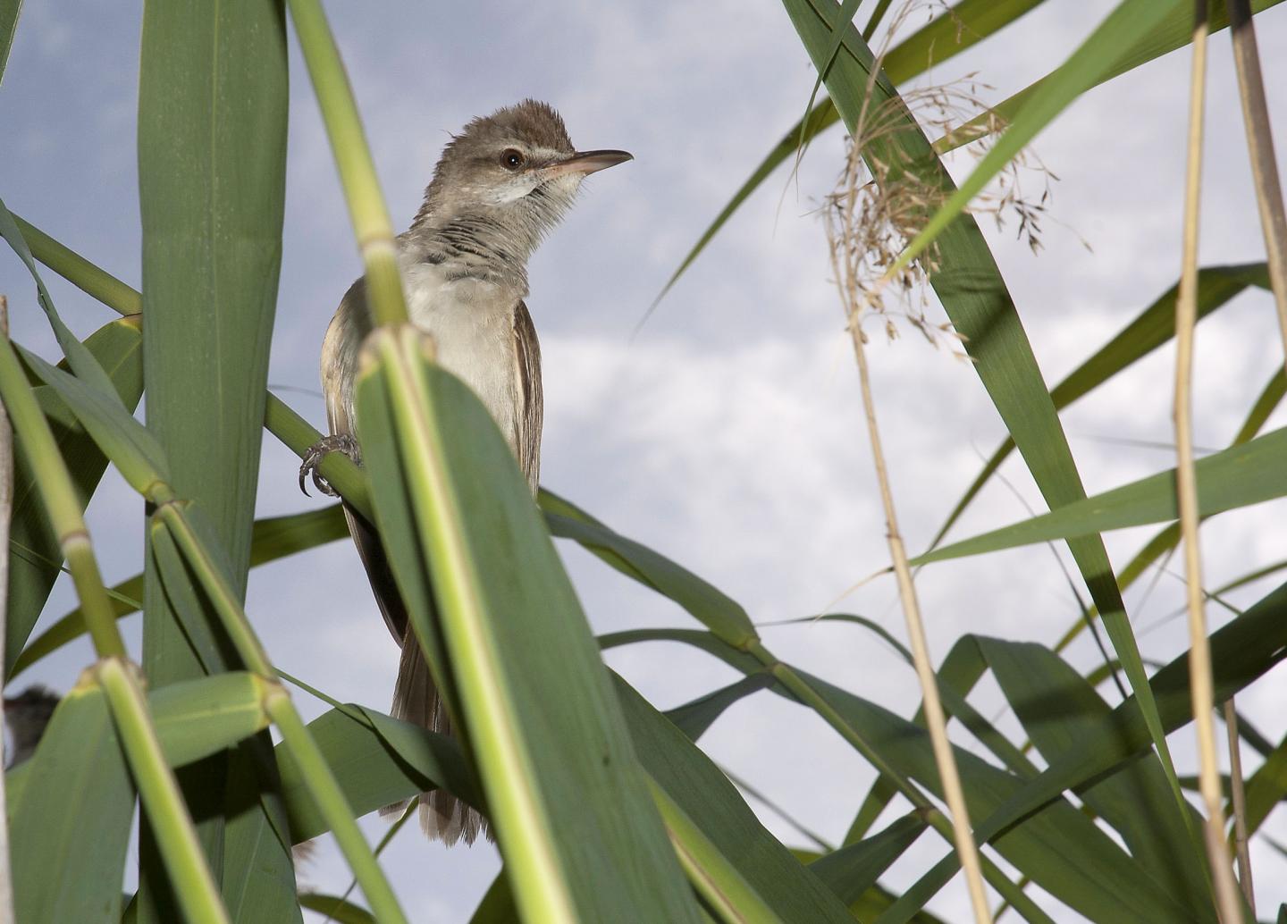 Chronic Infection Shortens Lives and Telomeres in Birds (2 of 9)