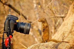 Mongoose photographer