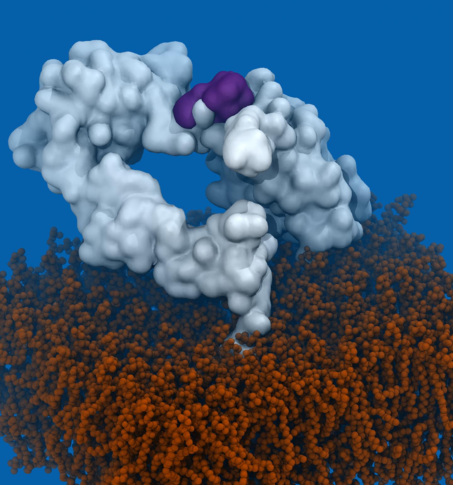 Structure of EGFR