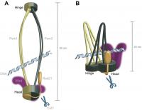 Ring and Hold-and-Release models of Cohesin Structure