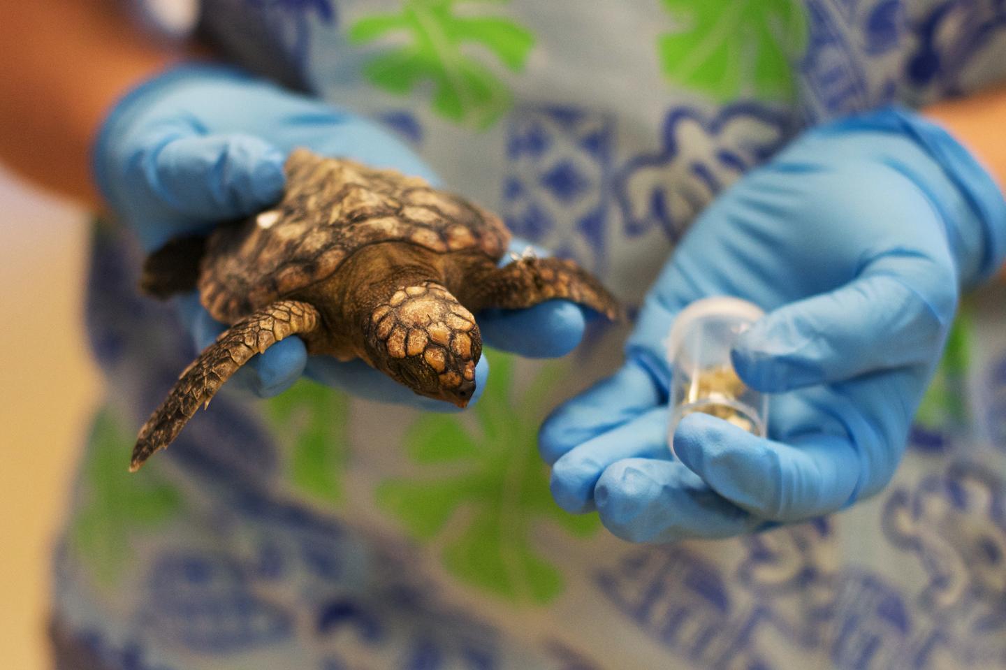 Loggerhead