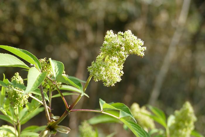 260305-Suetsugu-Cradle-Sambucus