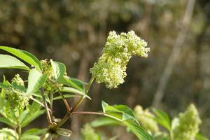 260305-Suetsugu-Cradle-Sambucus