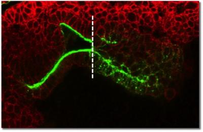 Cells During Development in Drosophila
