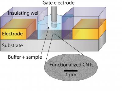 Schematic Of New E2 (Estrogen) Sensor