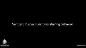 Cooperative behaviors and social interactions in the carnivorous bat Vampyrum spectrum