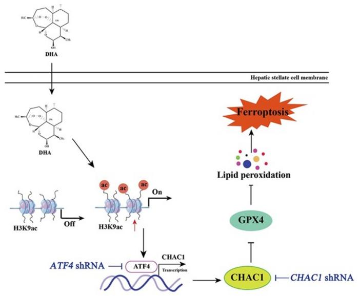 Dihydroartemisinin Triggers Protective Cell Death in Liver Fibrosis via Epigenetic Change