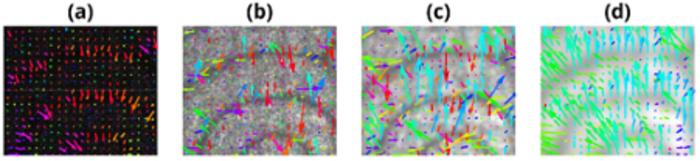 Large-scale cAMP waves appear as smooth ripples spreading across the cell colony.