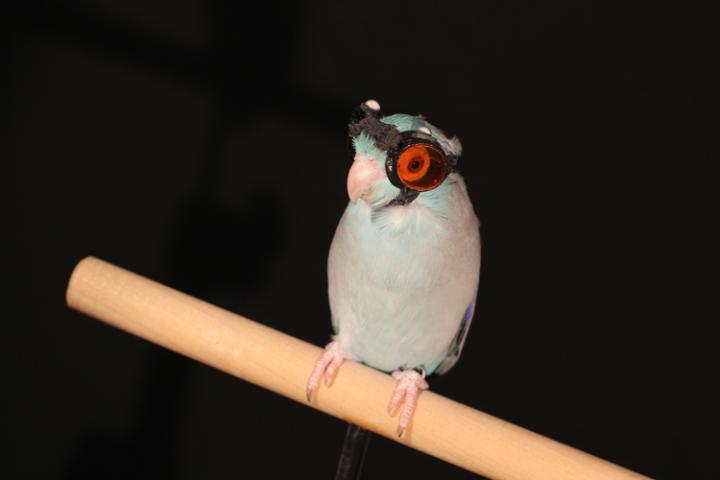 Bird Goggles
