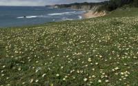 Image of Beach Strawberry, <i>Fragaria chiloensis</i> at Schooner Gulch State Park in California