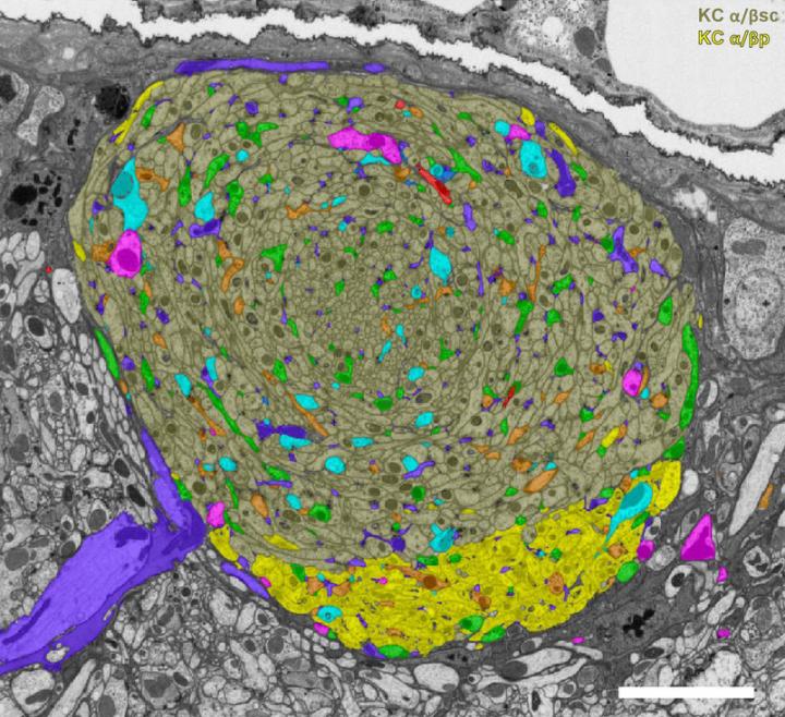 Neuron Reconstruction