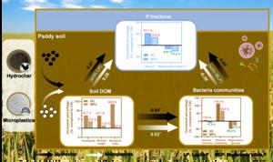 Divergent mechanisms of labile phosphorus accumulation in paddy soils under TPU microplastics versus manure-derived hydrochar: roles of dissolved organic matter and bacterial communities