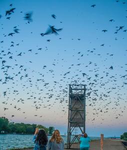 Purple martin migration