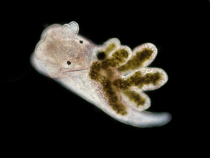 Creatures big and small are home to distinct and diverse microbial communities.