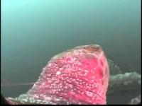Loggerhead Turtle Foraging on a Sea Nettle