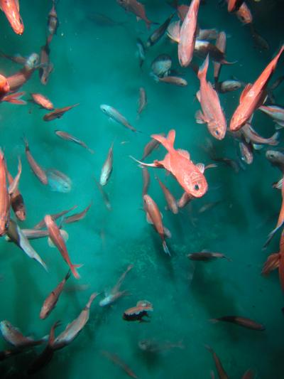 Orange Roughy (<I>Hoplostethus atlanticus</I>) over a Seamount